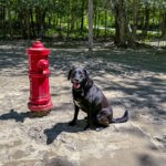 Parc à chiens - Camping Aventure Mégantic