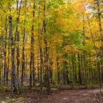 Camping Aventure Mégantic - sentier pédestre