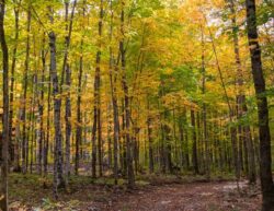 Camping Aventure Mégantic - sentier pédestre