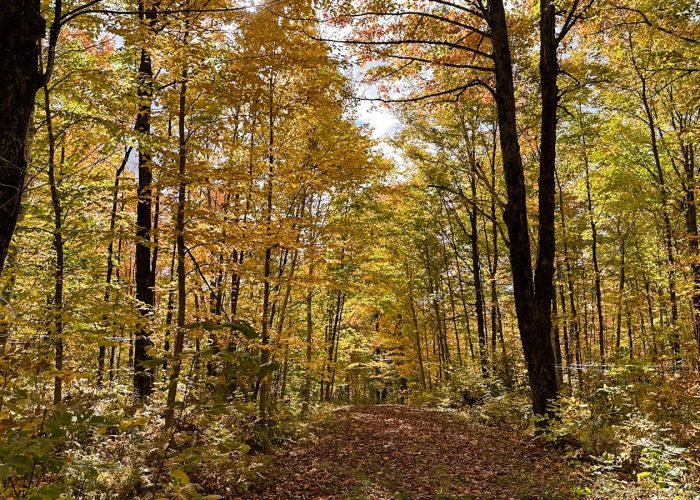 sentier pédestre - Camping Aventure Mégantic