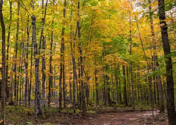 Camping Aventure Mégantic - sentier pédestre