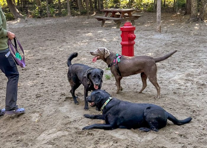 Parc à chiens - Camping Aventure Mégantic
