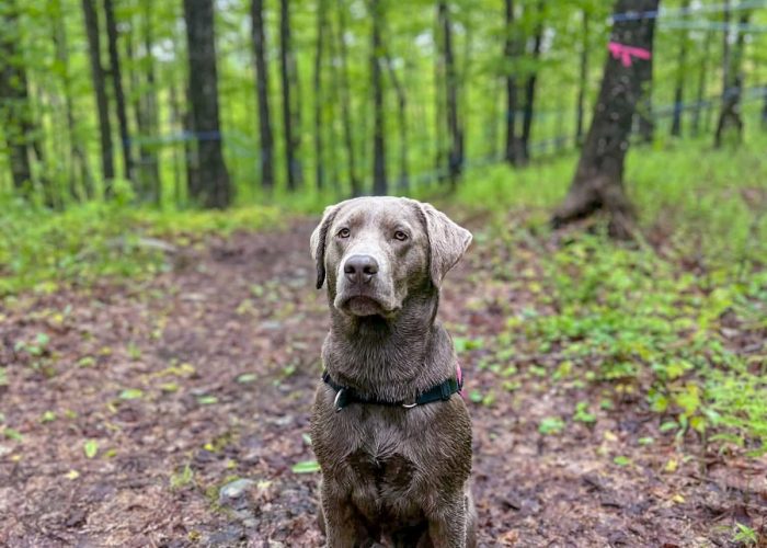 sentier pédestre - Camping Aventure Mégantic