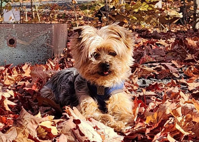 sentier pédestre - Camping Aventure Mégantic