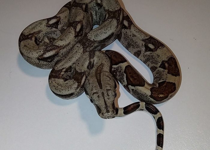 Crazy Reptiles Mauricie -Camping Aventure Mégantic 16 mai 2026