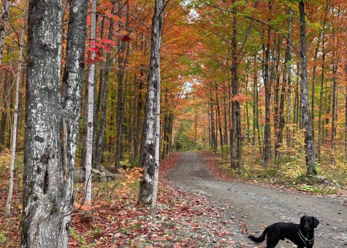 Couleurs d'automne - Camping Aventure Mégantic