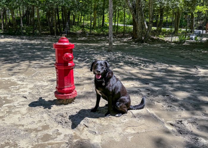 Parc à chiens - Camping Aventure Mégantic