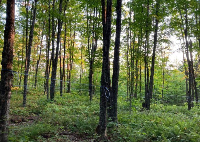 sentier pédestre - Camping Aventure Mégantic