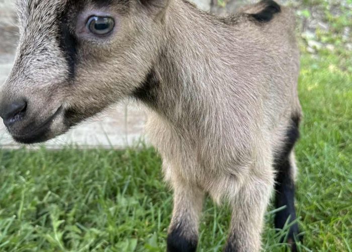 Pâques - Camping Aventure Mégantic