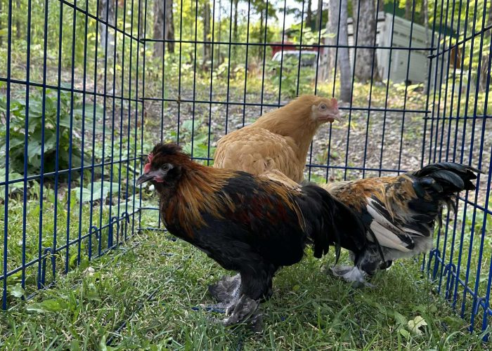 Pâques - Camping Aventure Mégantic