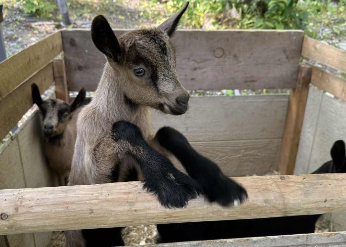 Pâques - Camping Aventure Mégantic