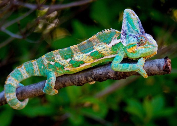 crazy-reptiles-mauricie - Camping Aventure Mégantic